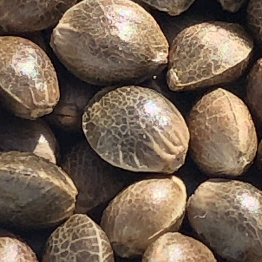 Little Baby Turtles