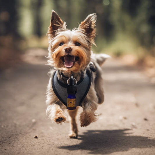 CBD oil for Small Dogs - upto 10kg